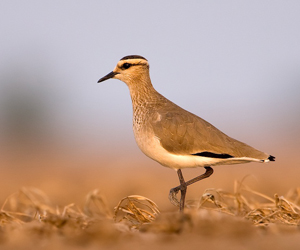 Хавтгалж (Хээрийн хавтгалж)